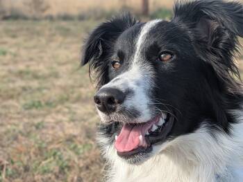 Rescue Border Collie Dogs for Adoption in Glenrock, Wyoming - Finley | PetCurious