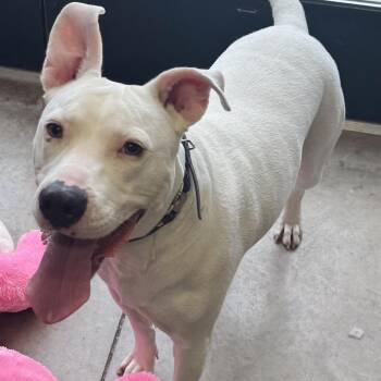 Radar -  Pit Bull Terrier Dog for Adoption in Rock Falls, Illinois - Radar | PetCurious