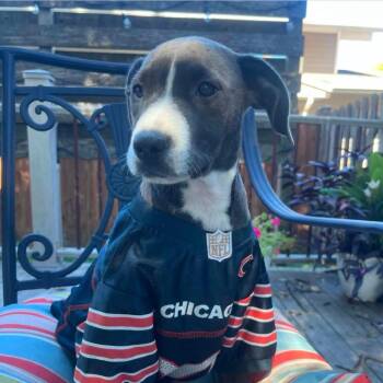 Sophie -  Labrador Retriever and English Bulldog Dog for Adoption in Shorewood, Illinois - Sophie | PetCurious