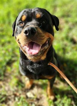 KOA -  Rottweiler Dog for Adoption in Fort Lauderdale, Florida - KOA | PetCurious