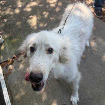 Gizmo -  Husky Dog for Adoption in Birmingham, Alabama - Gizmo | PetCurious