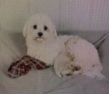 Gracie -  Maltese Dog for Adoption in Washington, District Of Columbia - Gracie | PetCurious