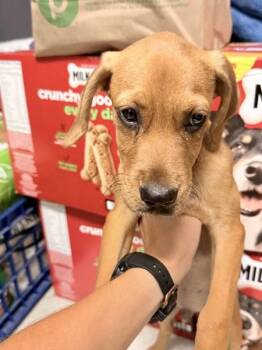 Little Bill -  Hound Dog for Adoption in Mobile, Alabama - Little Bill | PetCurious