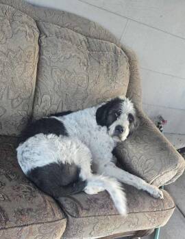 Rescue Saint Bernard and Poodle Dogs for Adoption in Klamath Falls, Oregon - Khuno | PetCurious