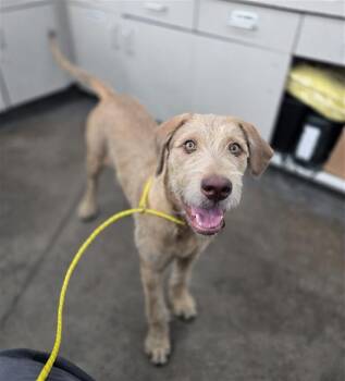 WHALEN -  Mixed Breed Dog for Adoption in Dallas, Texas - WHALEN | PetCurious