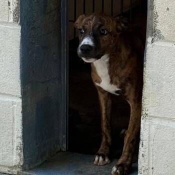 Phoebe -  Labrador Retriever and Mixed Breed Dog for Adoption in Waynesburg, Pennsylvania - Phoebe | PetCurious