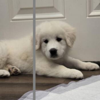 Puffball -  Great Pyrenees and Mixed Breed Dog for Adoption in Cincinnati, Ohio - Puffball | PetCurious