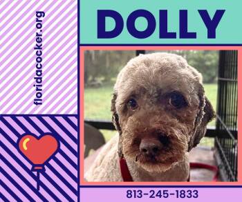 Dolly -  Cockapoo Dog for Adoption in Land O