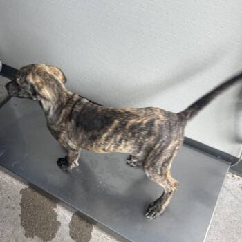 Irene -  Mixed Breed Dog for Adoption in Las Cruces, New Mexico - Irene | PetCurious