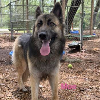 German Shepherd Dog and Husky Dogs Available for Adoption in St. Augustine, Florida - Moe | PetCurious