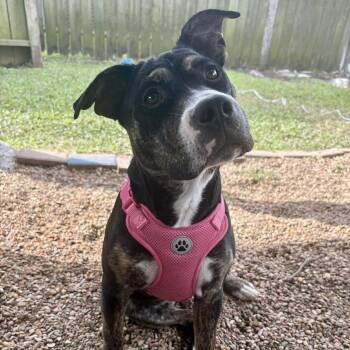Cattle Dog and American Staffordshire Terrier Dogs Available for Adoption in Baytown, Texas - Banana | PetCurious