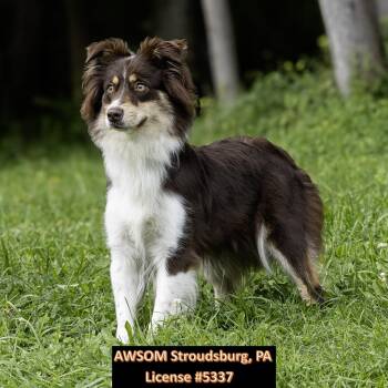 Gracie -  Australian Shepherd Dog for Adoption in Stroudsburg, Pennsylvania - Gracie | PetCurious