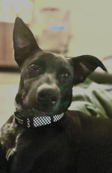 Rescue Australian Cattle Dog Blue Heeler Dogs for Adoption in Tunica, Mississippi - Chance | PetCurious