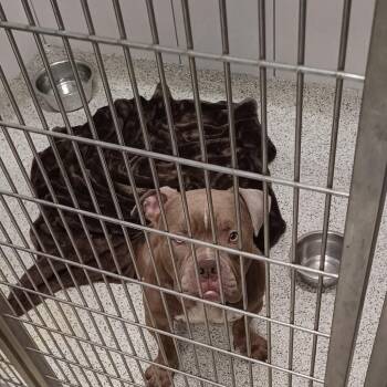 Wrinkles -  Pit Bull Terrier Dog for Adoption in Oak Park, Illinois - Wrinkles | PetCurious