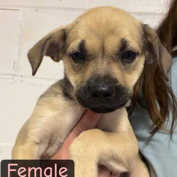 Lingonberry -  Pug and Chihuahua Dog for Adoption in South Saint Paul, Minnesota - Lingonberry | PetCurious