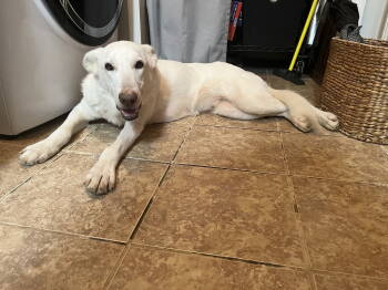 Rescue White German Shepherd Dogs for Adoption in Londonderry, New Hampshire - Alma Jean | PetCurious