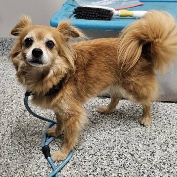 Tank -  Chihuahua and Terrier Dog for Adoption in Kingman, Kansas - Tank | PetCurious