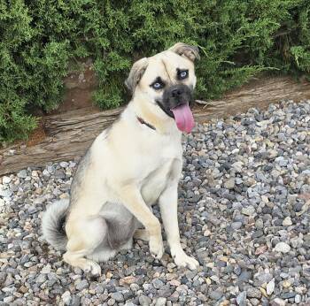 Brilliant Lil Ms Beezer - PERFECT Adventure Companion -  Pug and German Shepherd Dog Dog for Adoption in North Valley, New Mexico - Brilliant Lil Ms Beezer - PERFECT Adventure Companion | PetCurious