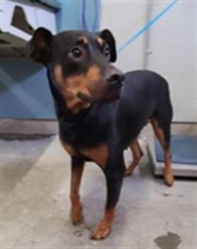 SHELBY -  Doberman Pinscher Dog for Adoption in Camarillo, California - SHELBY | PetCurious