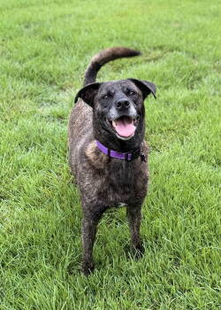 Rescue Labrador Retriever Dogs for Adoption in Fort Worth, Texas - Apollo | PetCurious