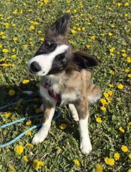 Border Collie Dogs Available for Adoption in Minnetrista, Minnesota - Lark | PetCurious
