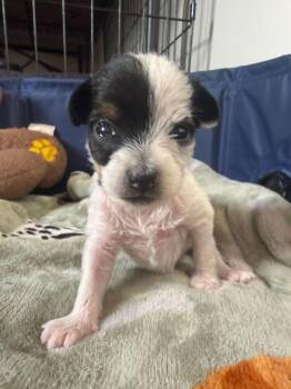 Terrier Dogs Available for Adoption in Lakeland, Florida - Ada | PetCurious