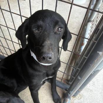 Shego -  Black Labrador Retriever Dog for Adoption in Parrish, Alabama - Shego | PetCurious