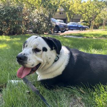 Rescue Pit Bull Terrier Dogs for Adoption in Berkeley, California - Daisy Muffin | PetCurious