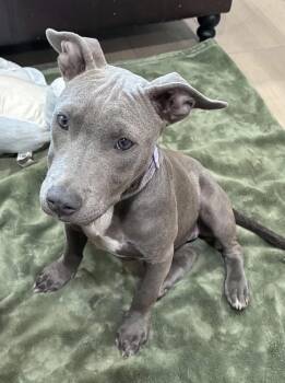Taylor -  Pit Bull Terrier Dog for Adoption in Semmes, Alabama - Taylor | PetCurious