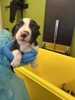 Portobello -  Mixed Breed Dog for Adoption in Wichita, Kansas - Portobello | PetCurious