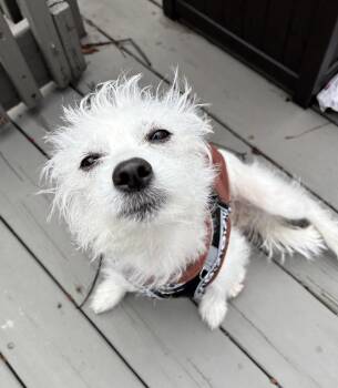 Terrier Dogs Available for Adoption - Ladybug | PetCurious