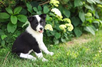 Vienna -  Border Collie and Labrador Retriever Dog for Adoption in Drumbo, Ontario - Vienna | PetCurious
