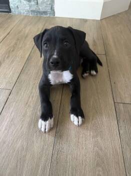 Bentley -  Pit Bull Terrier Dog for Adoption in Manhattan Beach, California - Bentley | PetCurious