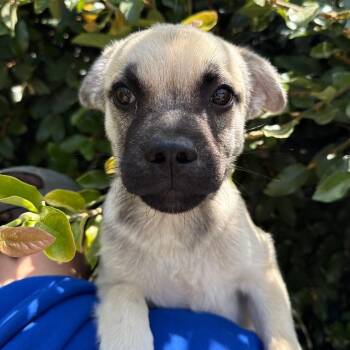 Kelby -  Shepherd and Pug Dog for Adoption in Goleta, California - Kelby | PetCurious