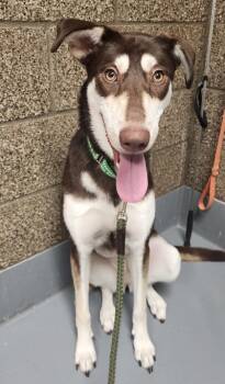 Rescue Husky and Mixed Breed Dogs for Adoption in Eugene, Oregon - Helen | PetCurious