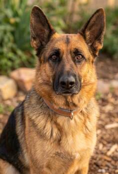 German Shepherd Dog Dogs Available for Adoption in Severance, Colorado - Raquel | PetCurious