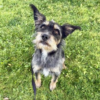Mina -  Mixed Breed Dog for Adoption in Glenwood Springs, Colorado - Mina | PetCurious