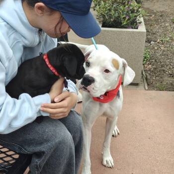 Rascal -  Mixed Breed Dog for Adoption in San Francisco, California - Rascal | PetCurious