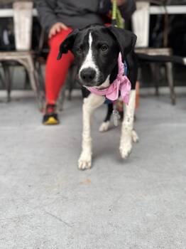 Roscoe -  Labrador Retriever and Hound Dog for Adoption in Holly Springs, North Carolina - Roscoe | PetCurious