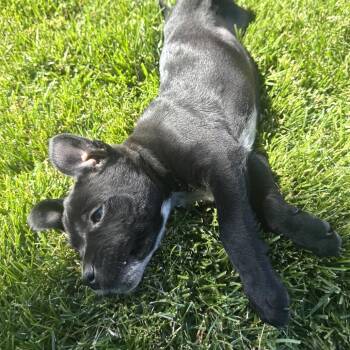 Stormie -  Black Labrador Retriever and Pit Bull Terrier Dog for Adoption in Cashmere, Washington - Stormie | PetCurious