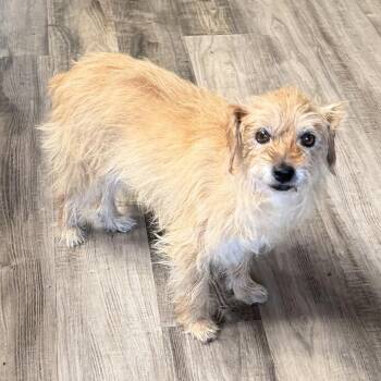 America -  Terrier and Mixed Breed Dog for Adoption in Las Vegas, Nevada - America | PetCurious