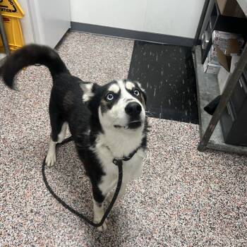 Yodel -  Mixed Breed and Husky Dog for Adoption in Salt Lake City, Utah - Yodel | PetCurious