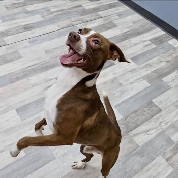 Ryder -  Mixed Breed and Labrador Retriever Dog for Adoption in Houston, Texas - Ryder | PetCurious