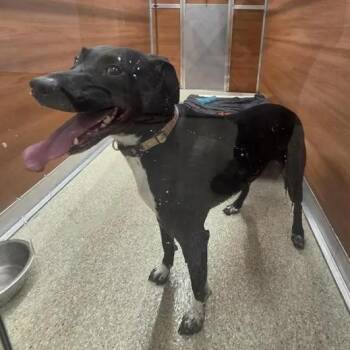 Chosen -  Labrador Retriever Dog for Adoption in Brentwood, Missouri - Chosen | PetCurious