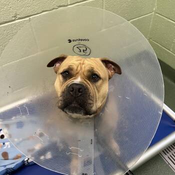 Marge -  English Bulldog and Mixed Breed Dog for Adoption in West Palm Beach, Florida - Marge | PetCurious