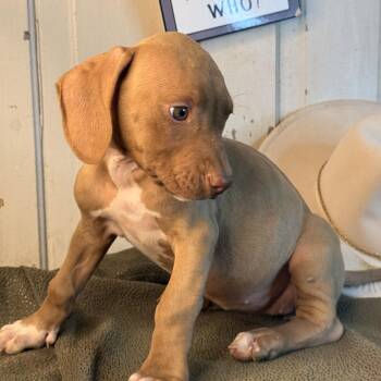 Miss Linley -  Labrador Retriever and Coonhound Dog for Adoption in Atlanta, Texas - Miss Linley | PetCurious