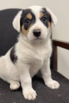 Denahi -  Mixed Breed Dog for Adoption in Bemidji, Minnesota - Denahi | PetCurious