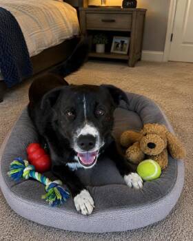 BUZZ -  Border Collie and Mixed Breed Dog for Adoption in Globe, Arizona - BUZZ | PetCurious