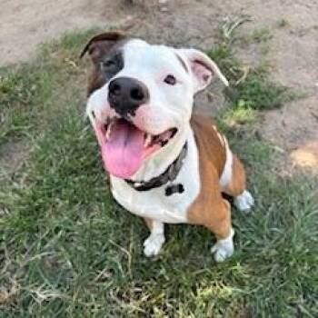 Rescue Pit Bull Terrier Dogs for Adoption in Kirkland, Washington - Hutch - The Wiggly Cuddle Bug Who Just Wants To Love You! | PetCurious