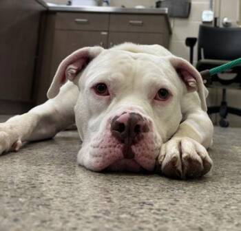 Bear (bonded to Tyson) -  Pit Bull Terrier and Mixed Breed Dog for Adoption in Fishers, Indiana - Bear (bonded To Tyson) | PetCurious
